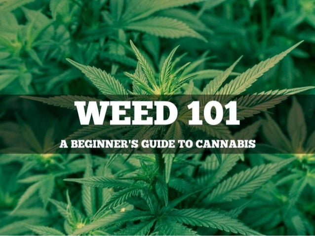 Lesbian Humping Tubes Beginners Guide To Smoking Weed